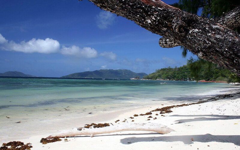 Tropical Beach with Driftwood — White