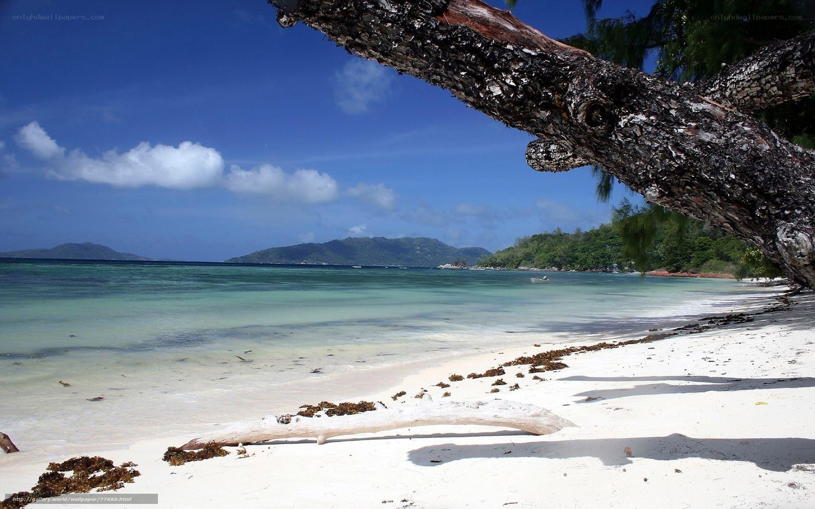 tropical beach with driftwood