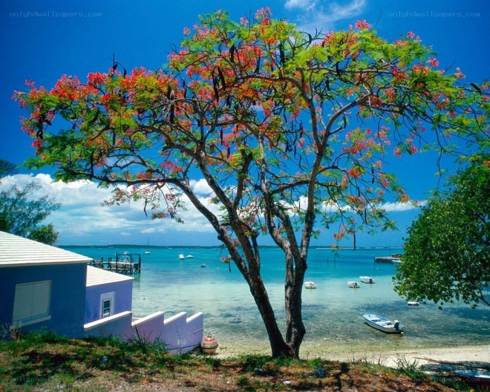 tropical beach with flowering tree