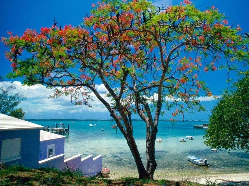 tropical beach with flowering tree