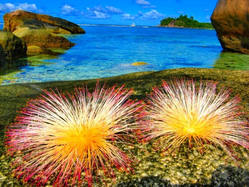 tropical beach with flowers