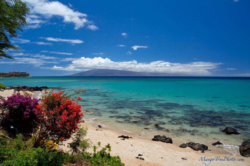 Tropical Beach with Flowers — Blue, Serene