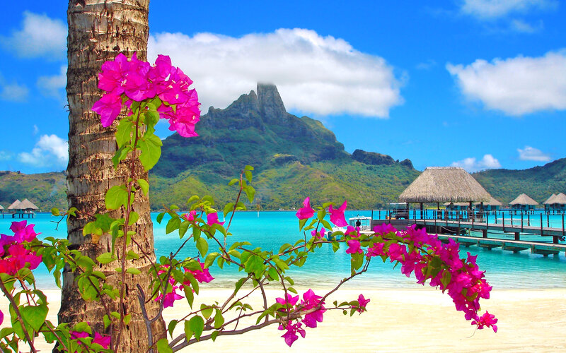 Tropical Beach with Flowers — Blue