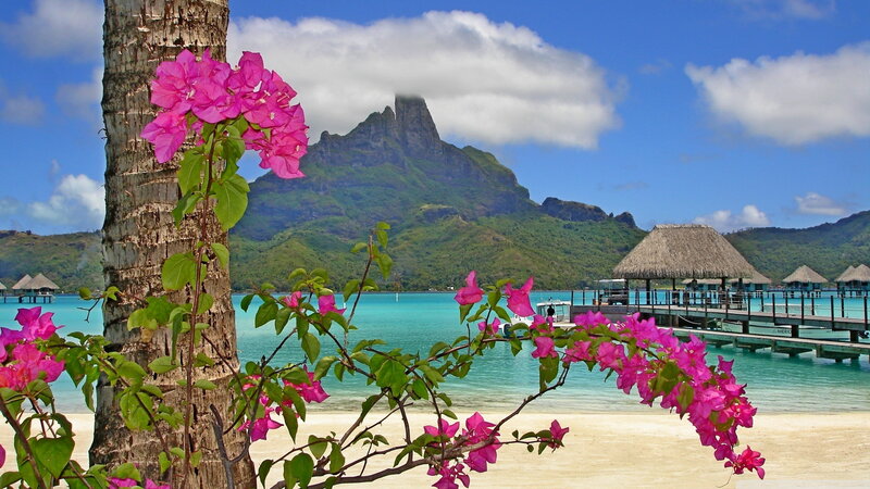 Tropical Beach with Flowers — Pink