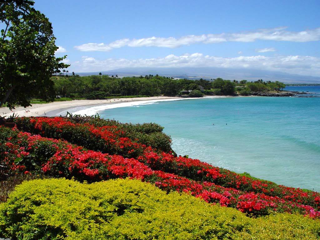 tropical beach with flowers