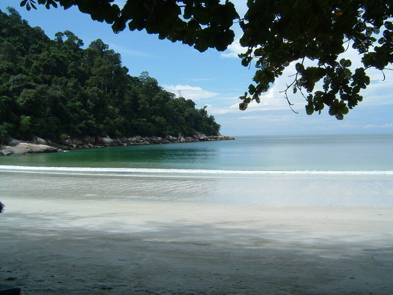 tropical beach with forest backdrop