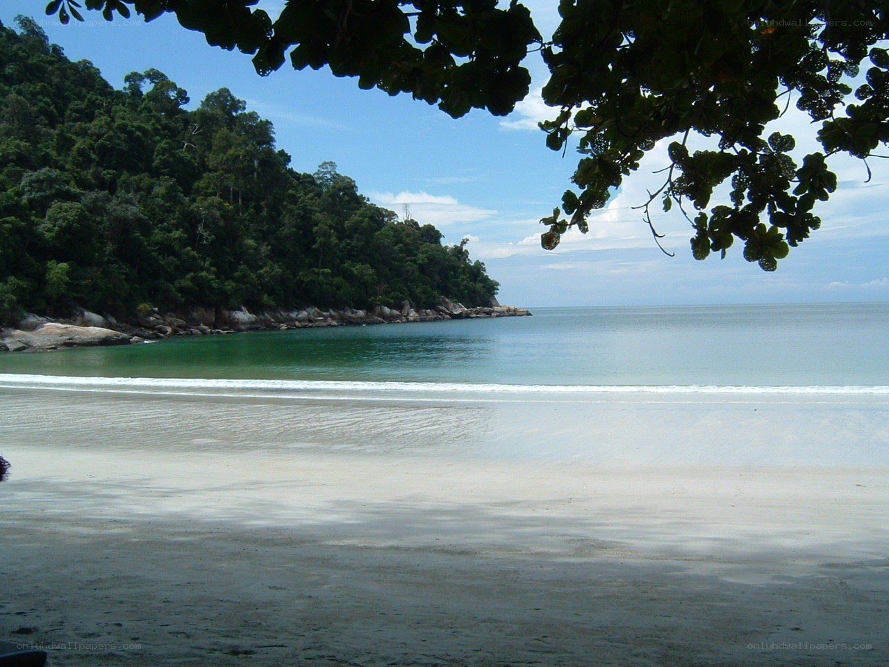 tropical beach with forest backdrop