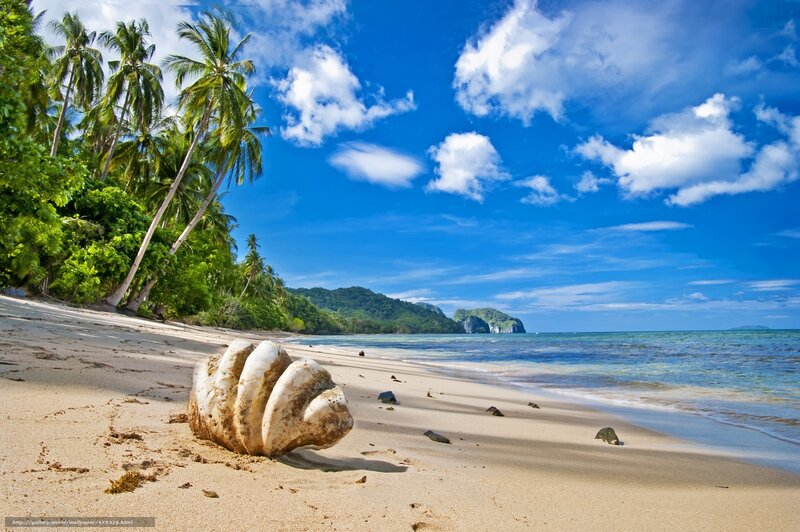 tropical beach with giant shell