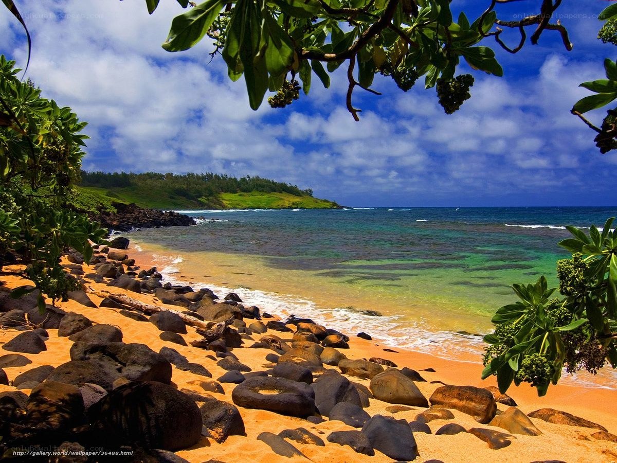 tropical beach with green foliage