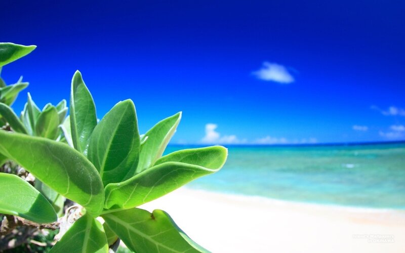 tropical beach with green leaves