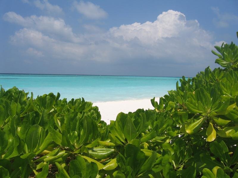 Tropical Beach with Green Plants