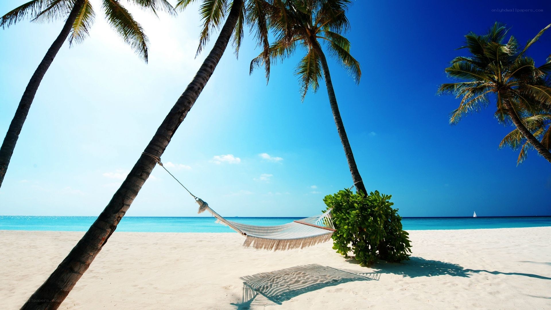 Tropical beach with hammock