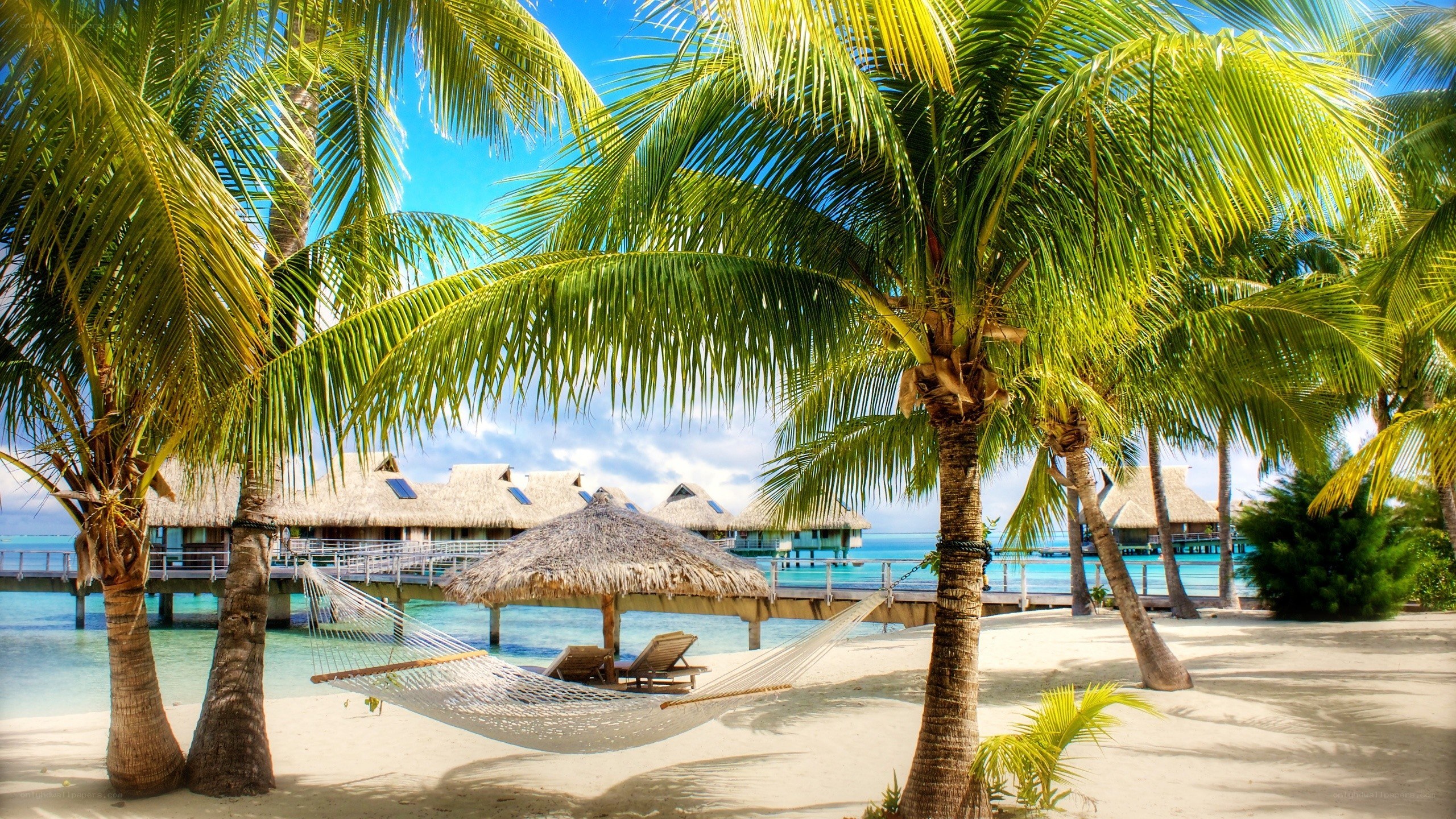 tropical beach with hammock