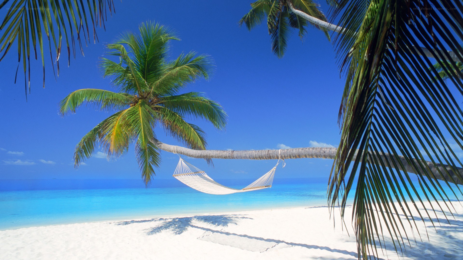 tropical beach with hammock