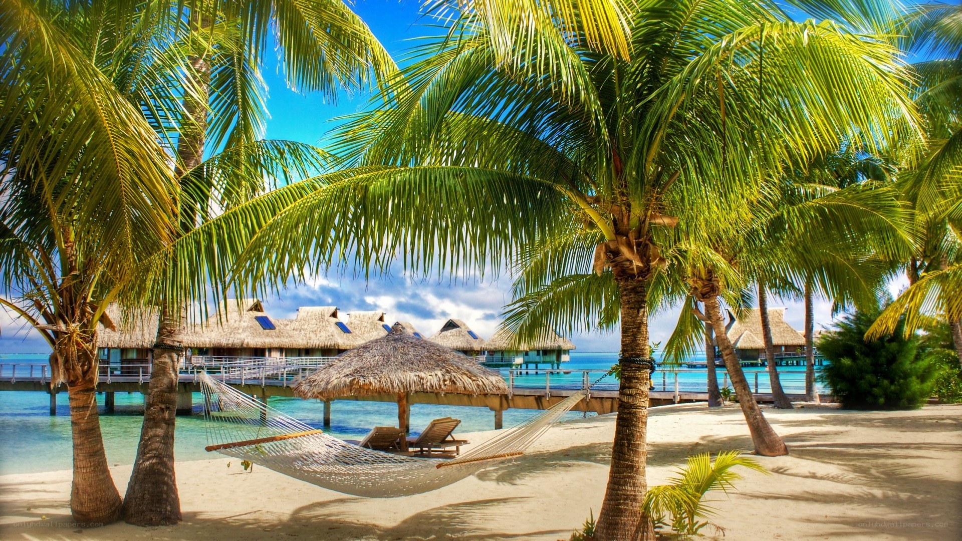 Tropical beach with hammock