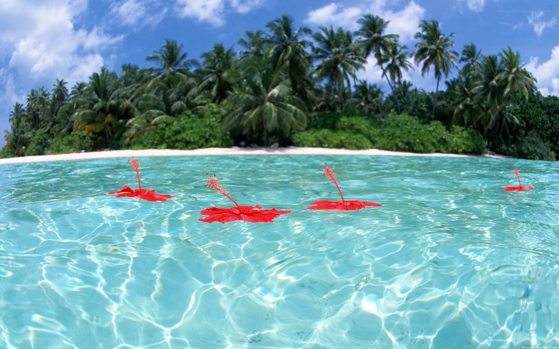 tropical beach with hibiscus flowers