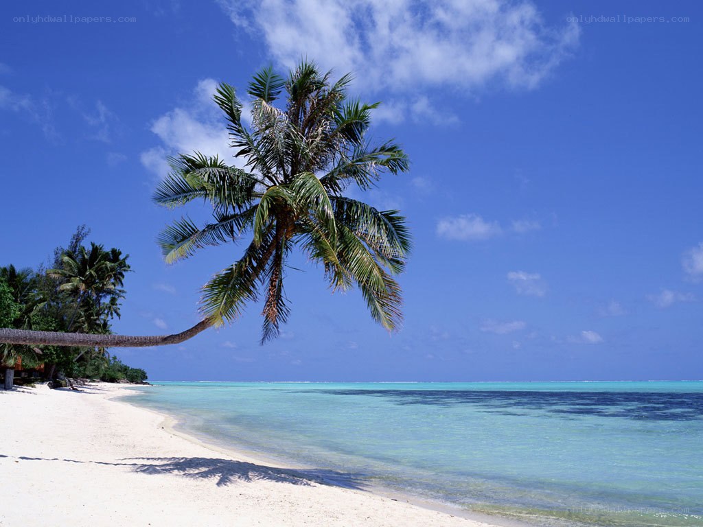 tropical beach with leaning palm tree