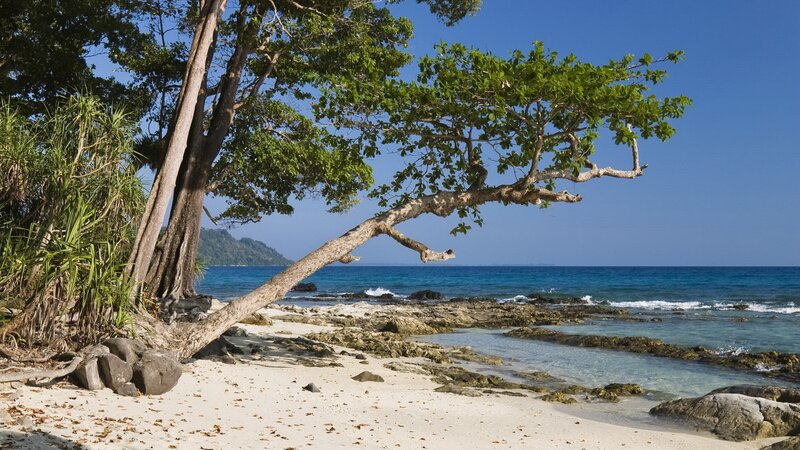 tropical beach with leaning tree