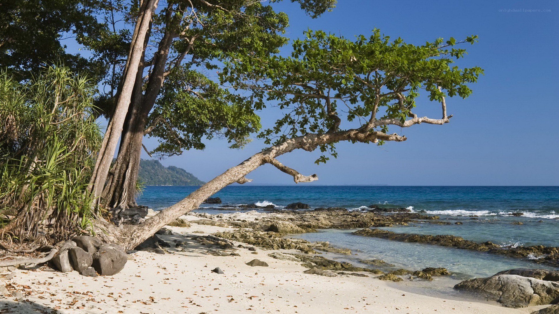 tropical beach with leaning tree