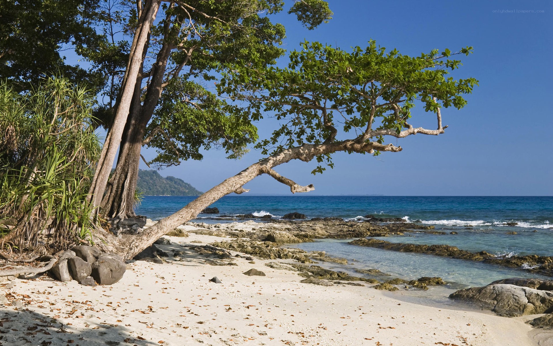 tropical beach with leaning tree
