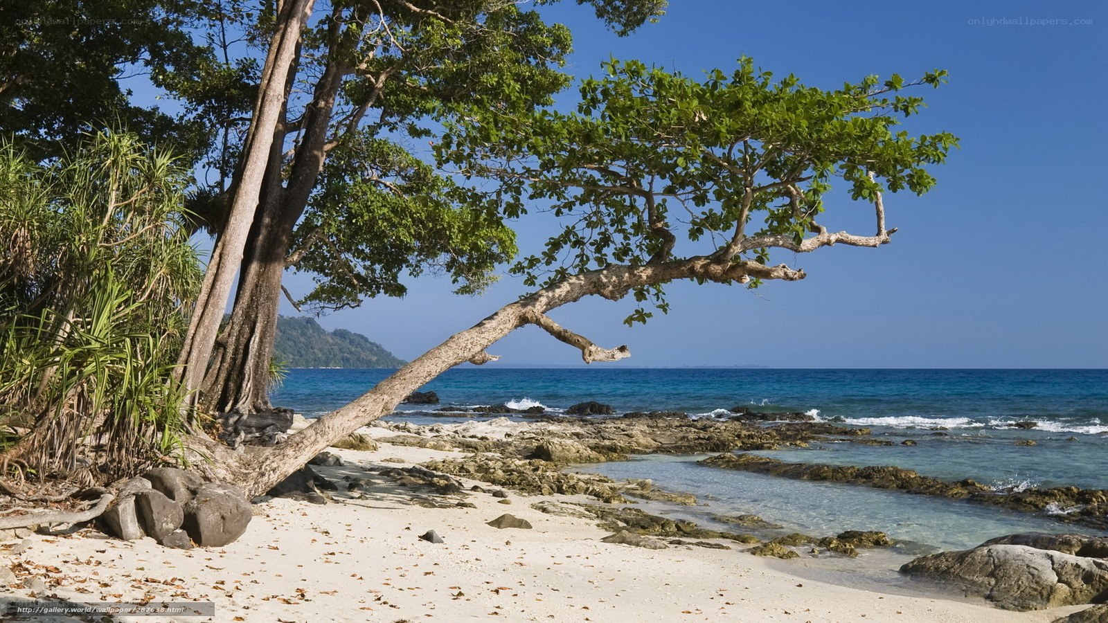 tropical beach with leaning tree