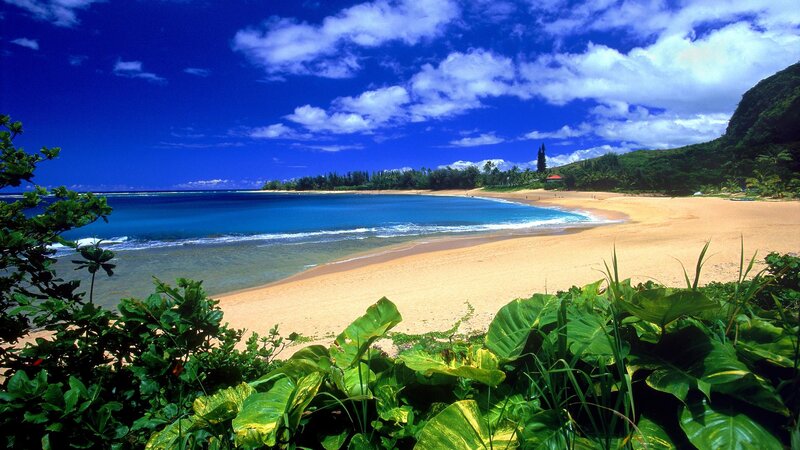 tropical beach with lush greenery