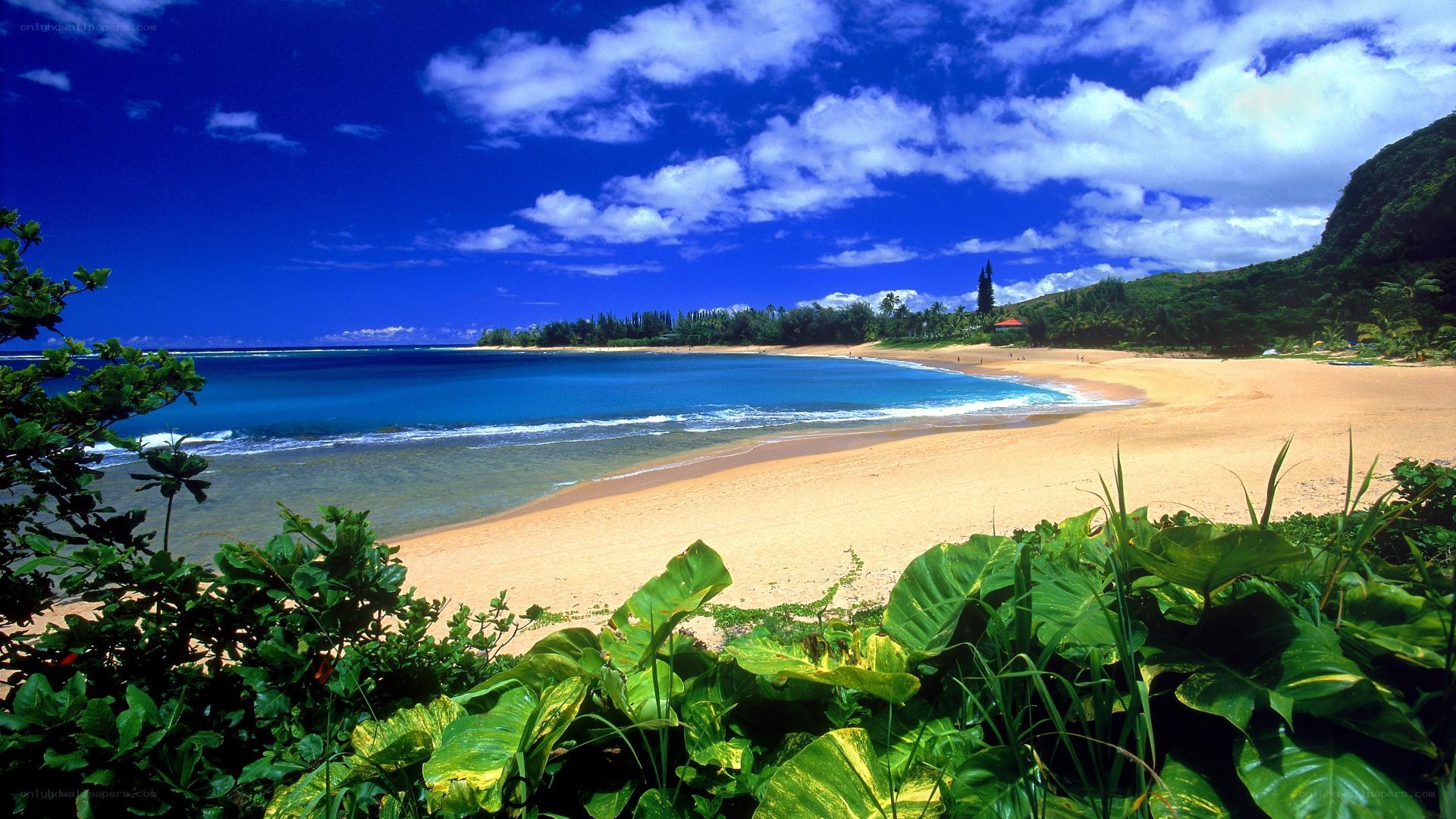 tropical beach with lush greenery