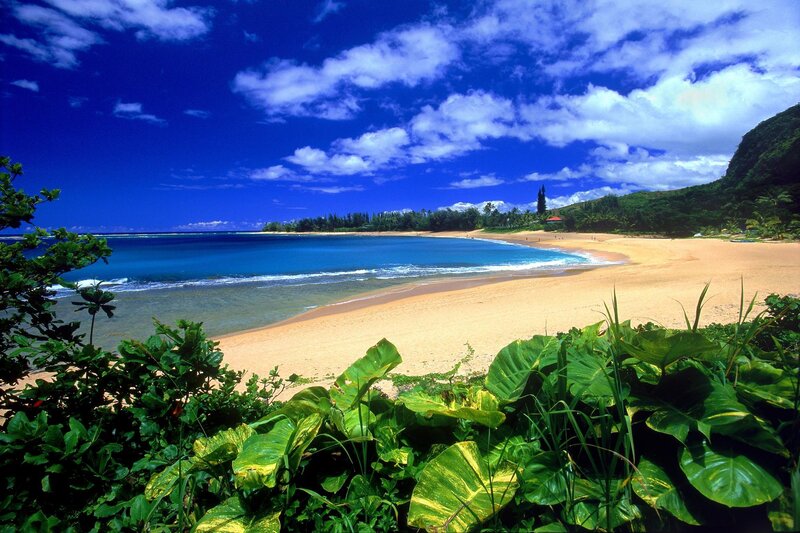tropical beach with lush greenery
