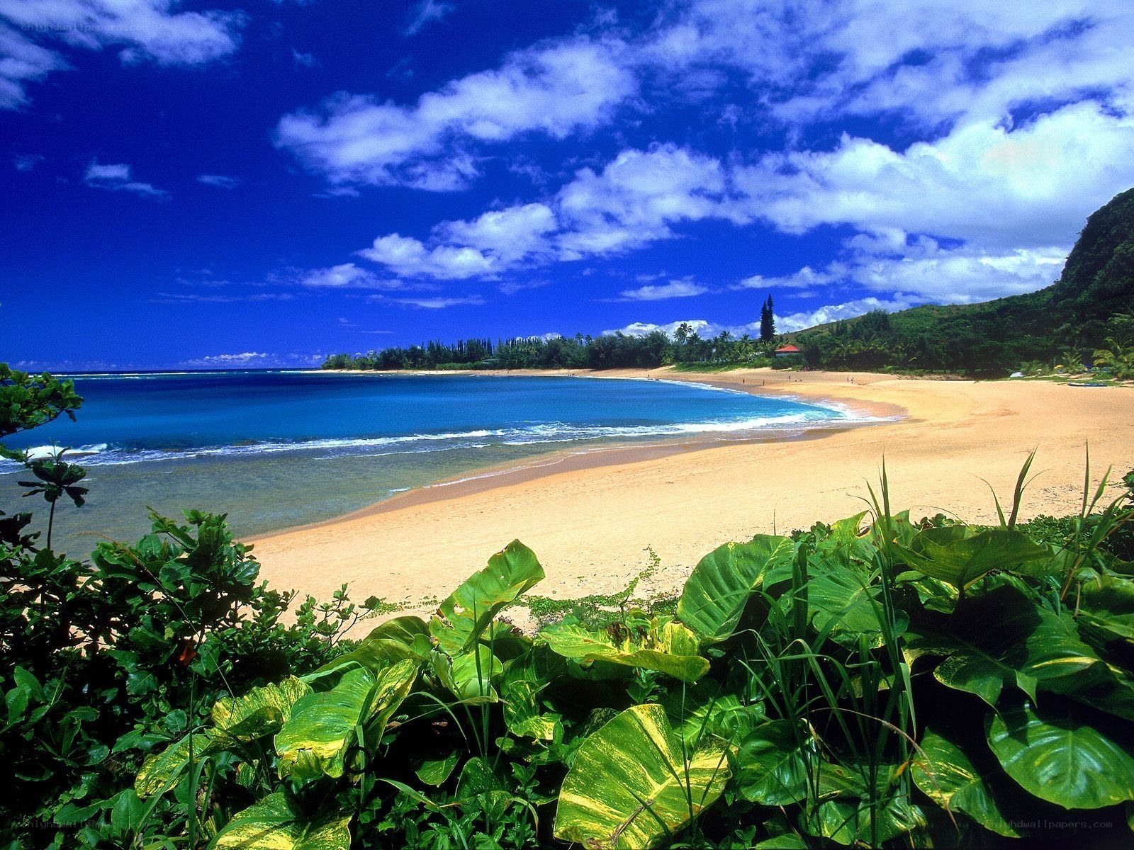 tropical beach with lush greenery