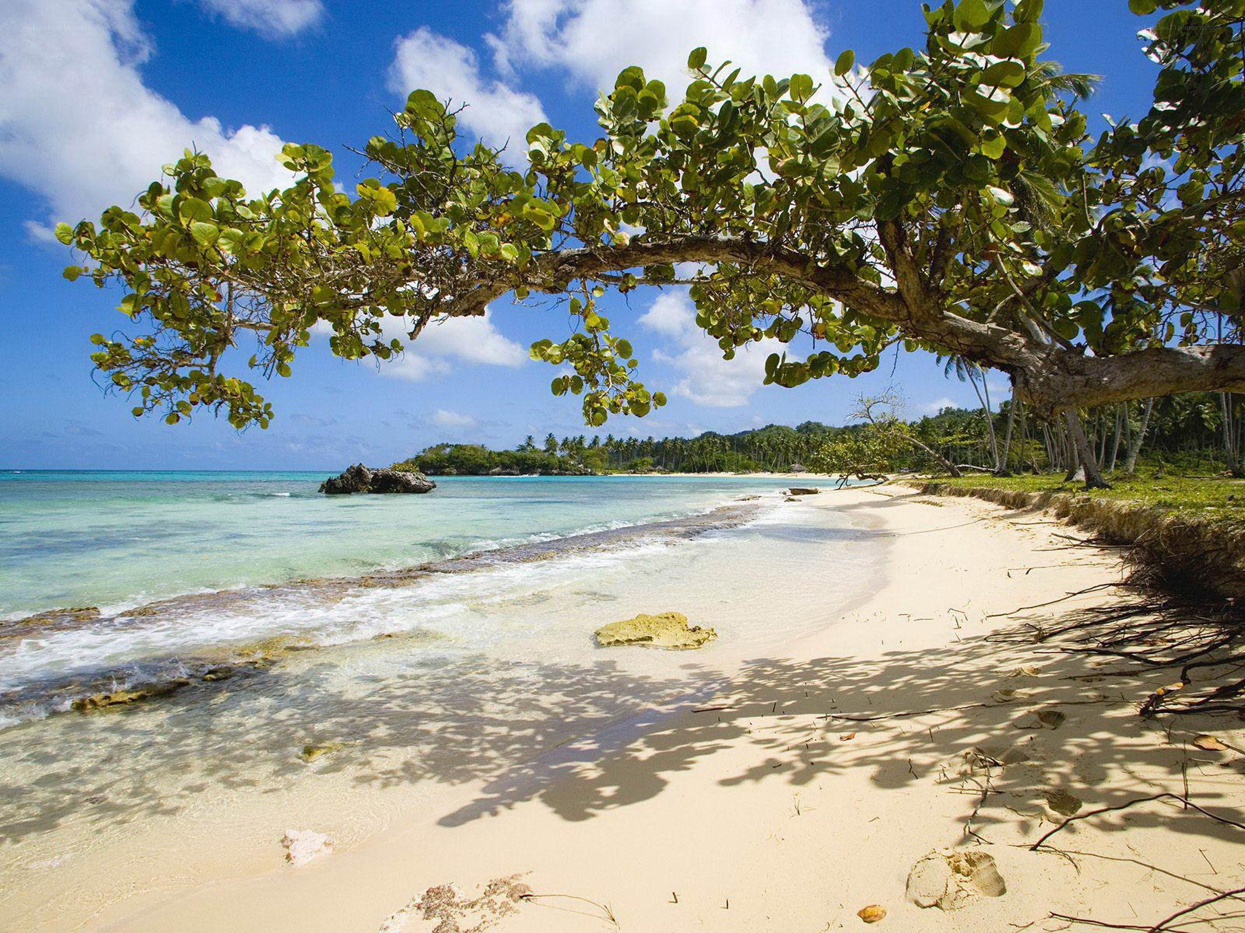 tropical beach with overhanging tree