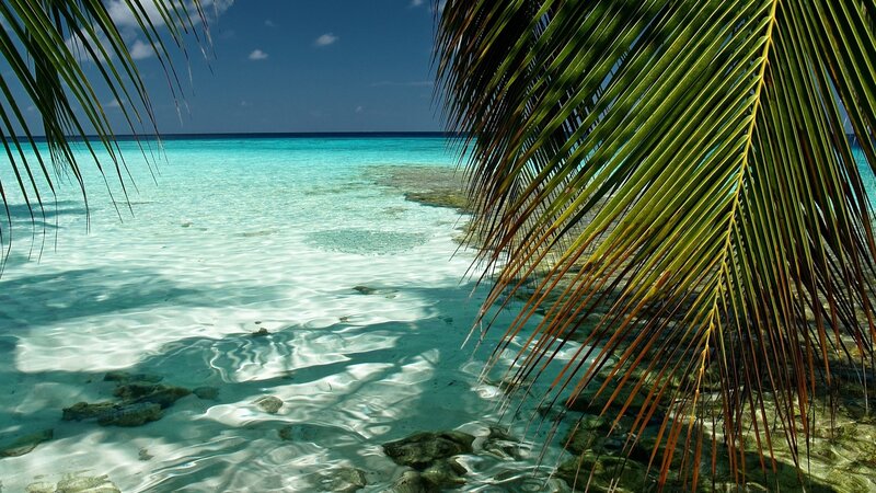 tropical beach with palm fronds