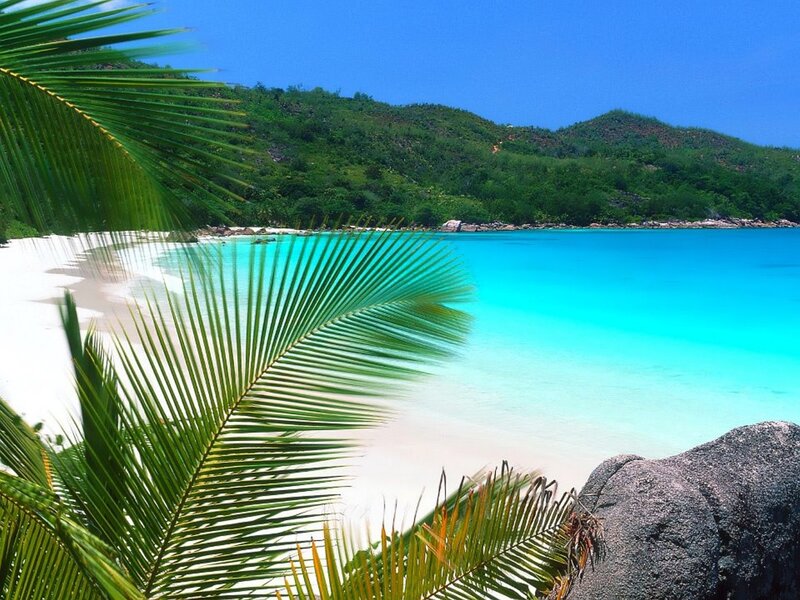 tropical beach with palm fronds