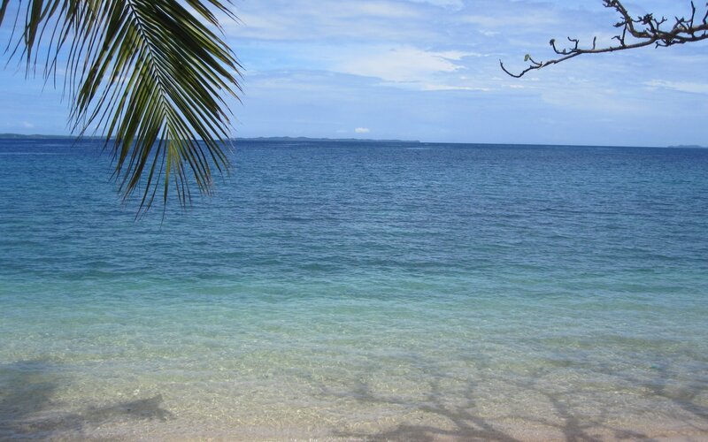 tropical beach with palm fronds