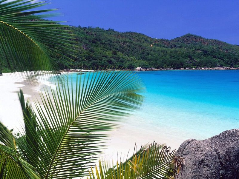 tropical beach with palm fronds