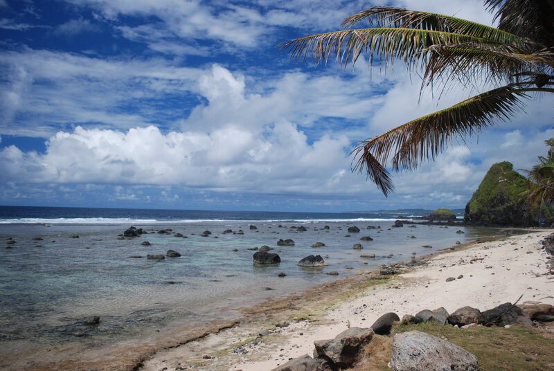 tropical beach with palm fronds