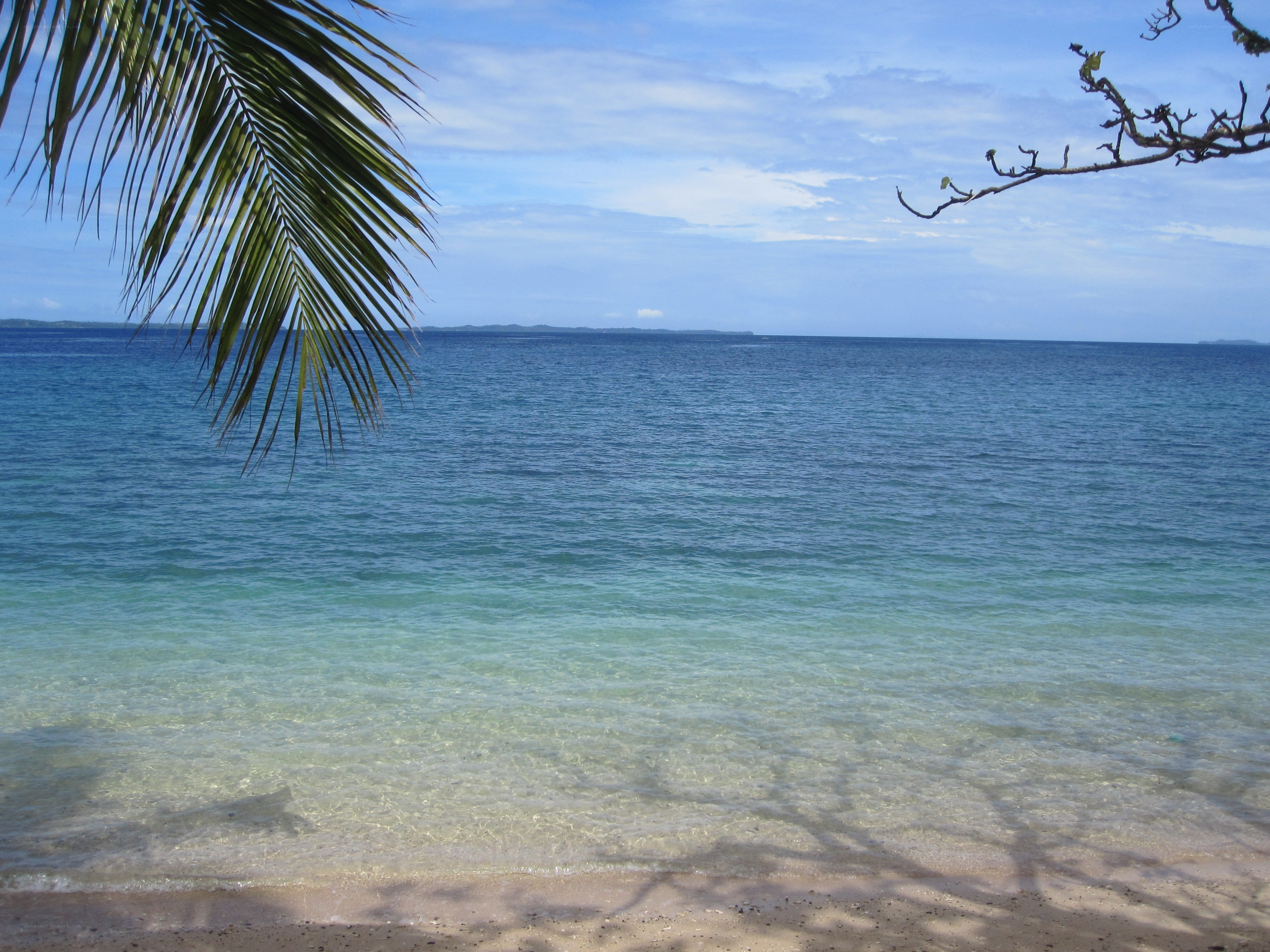 tropical beach with palm fronds
