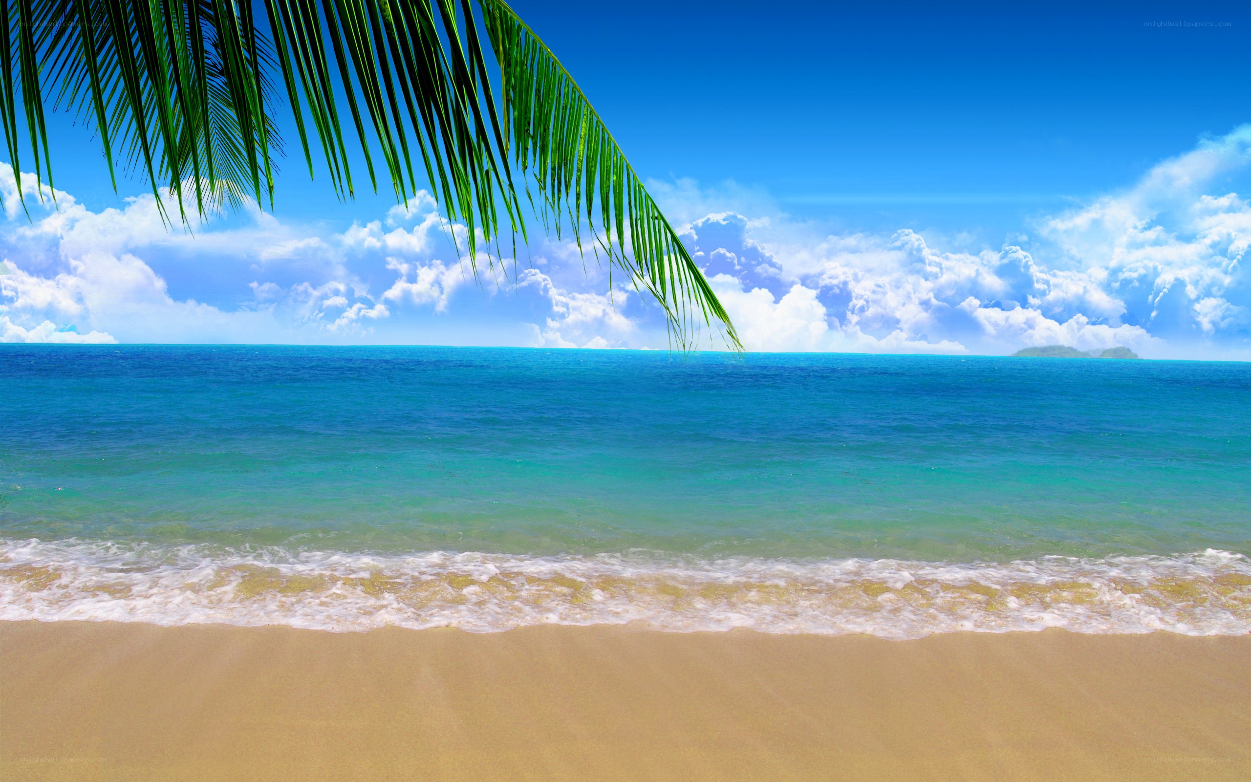 tropical beach with palm fronds