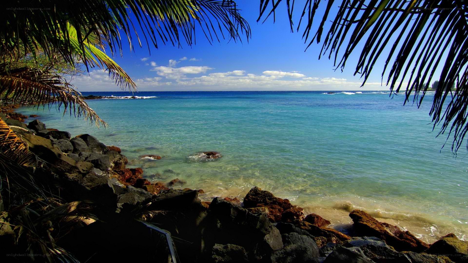 tropical beach with palm fronds
