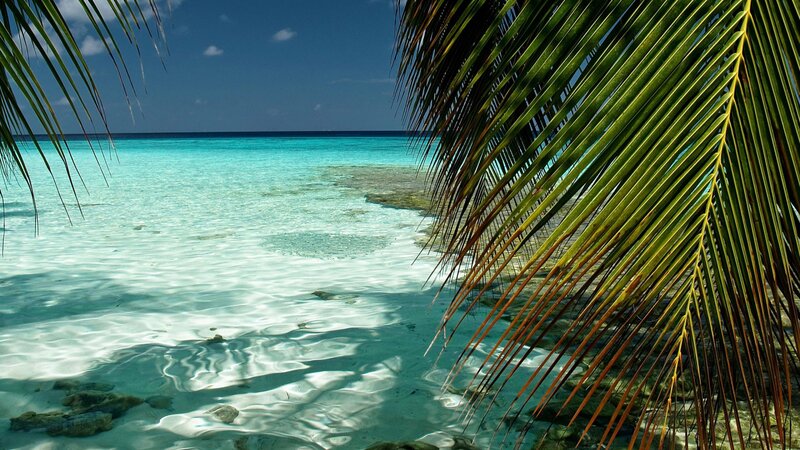 Tropical Beach with Palm Fronds — Blue, Serene, Afternoon, Photograph