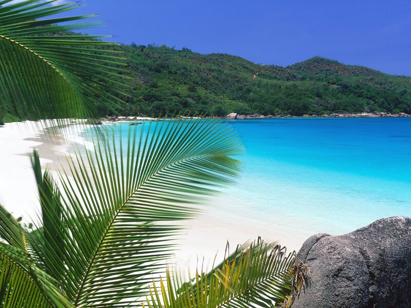 Tropical Beach with Palm Fronds — Blue, Serene