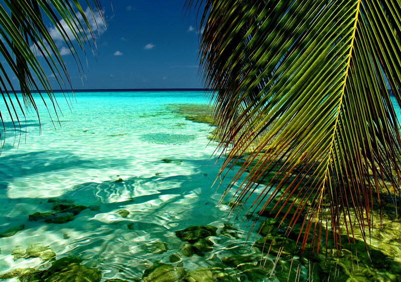 Tropical Beach with Palm Fronds — Blue
