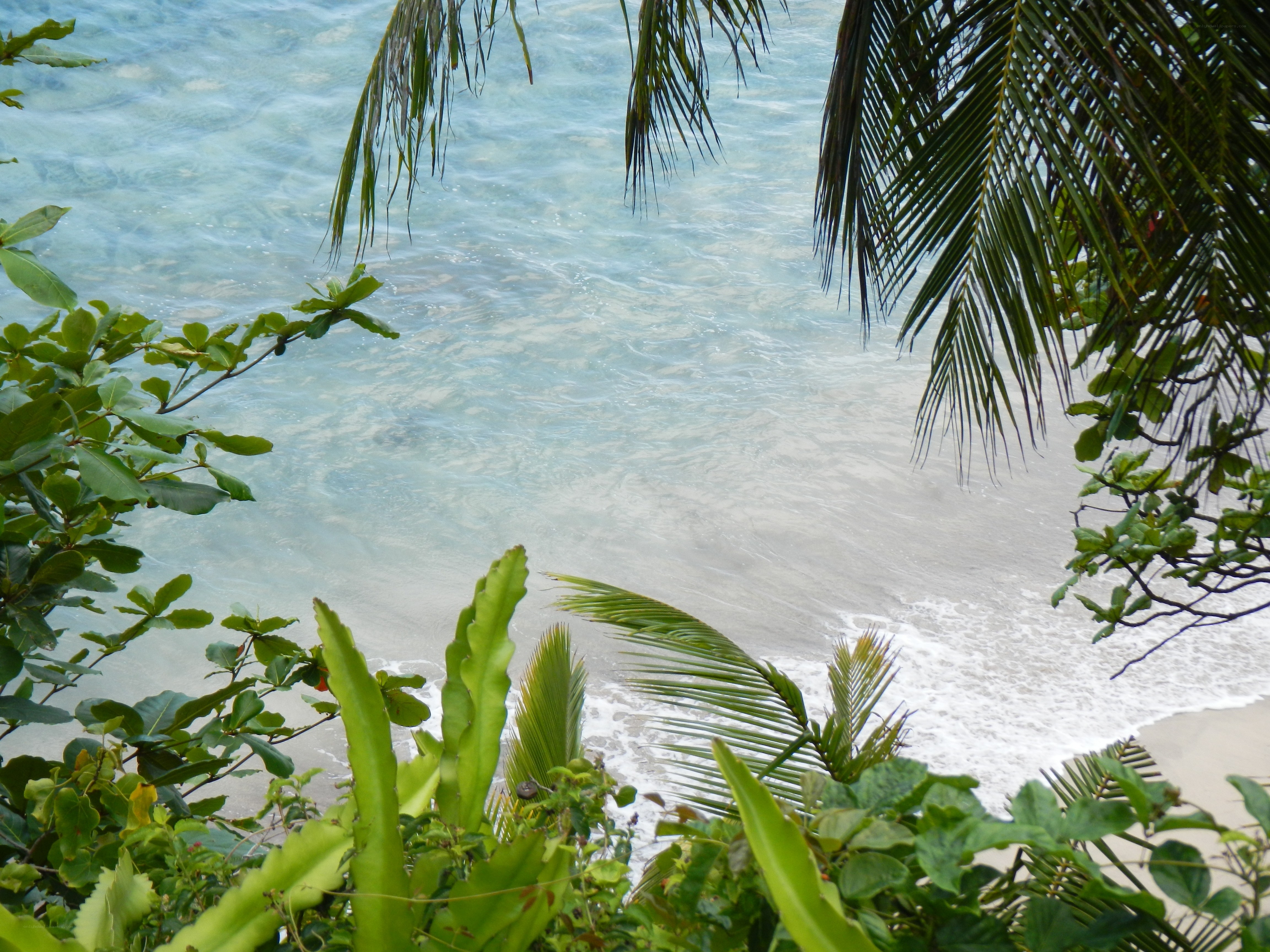 tropical beach with palm fronds