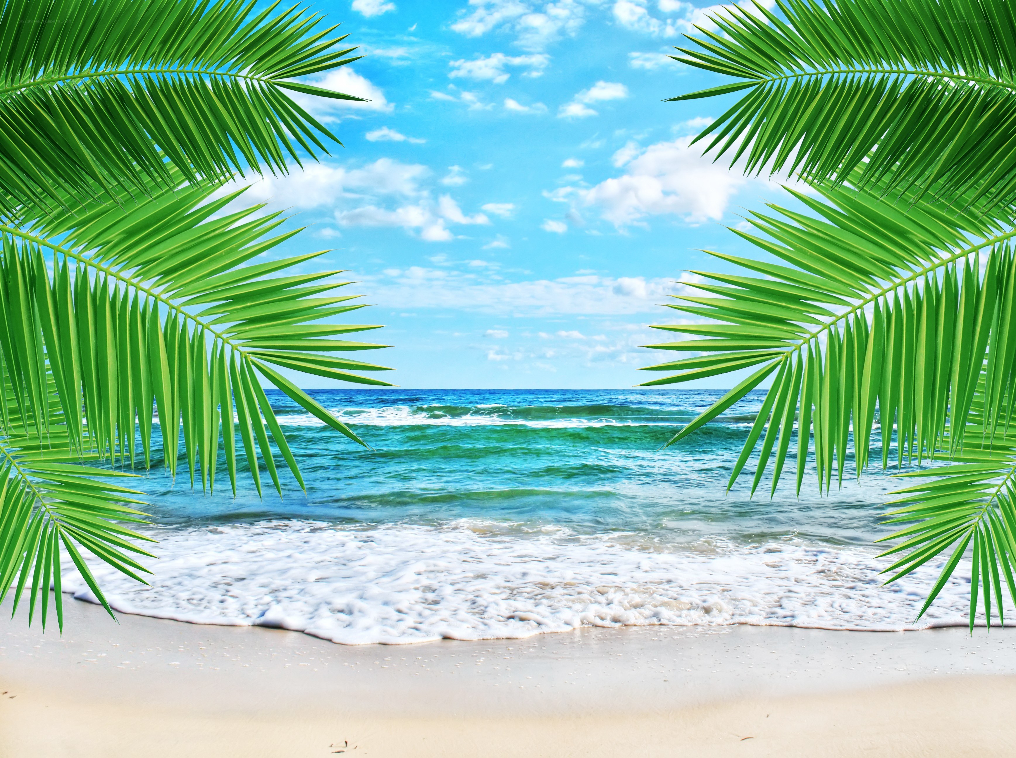 tropical beach with palm leaves