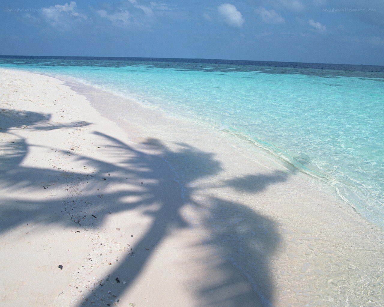 tropical beach with palm shadow