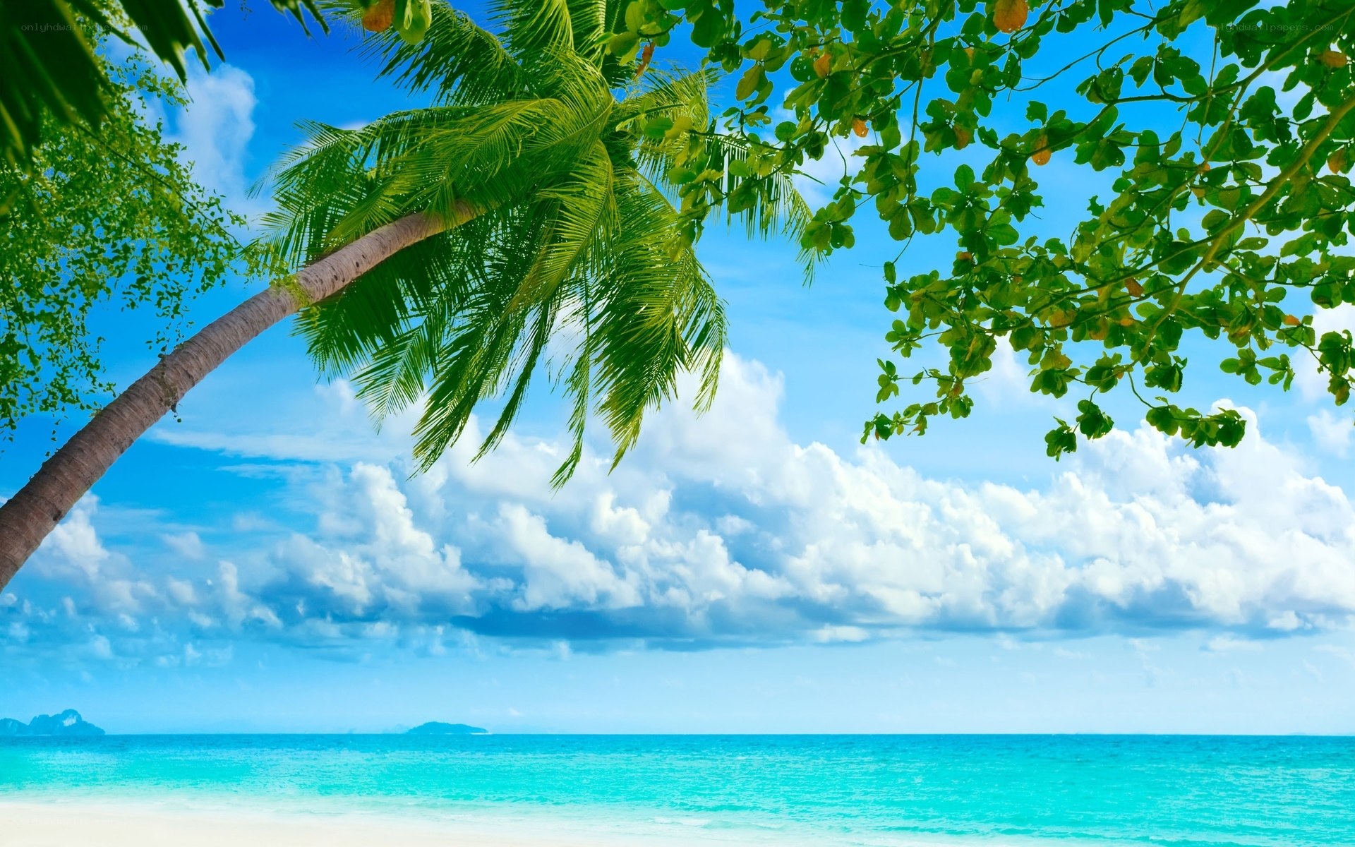 Tropical beach with palm tree