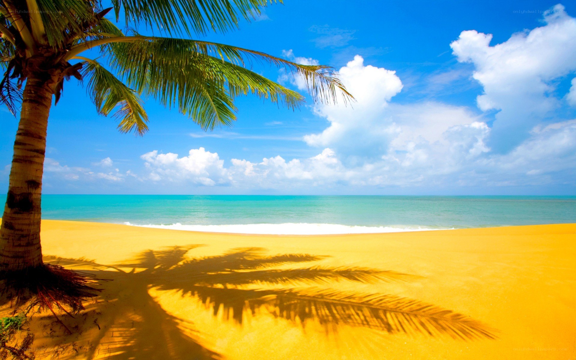 tropical beach with palm tree
