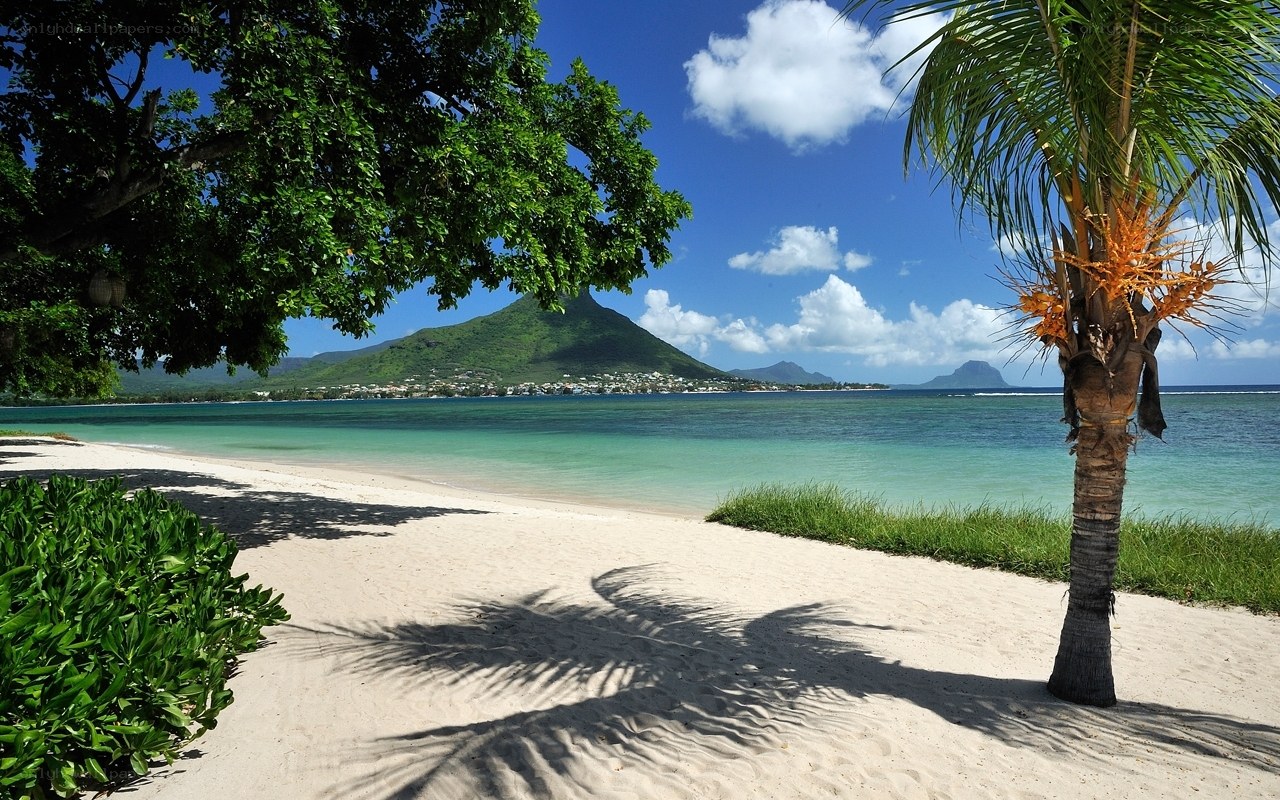 tropical beach with palm tree