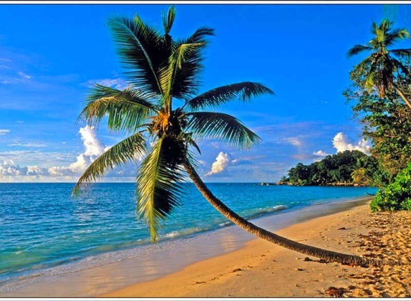 tropical beach with palm tree