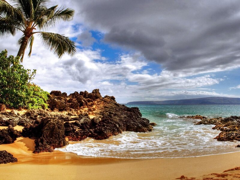 tropical beach with palm tree