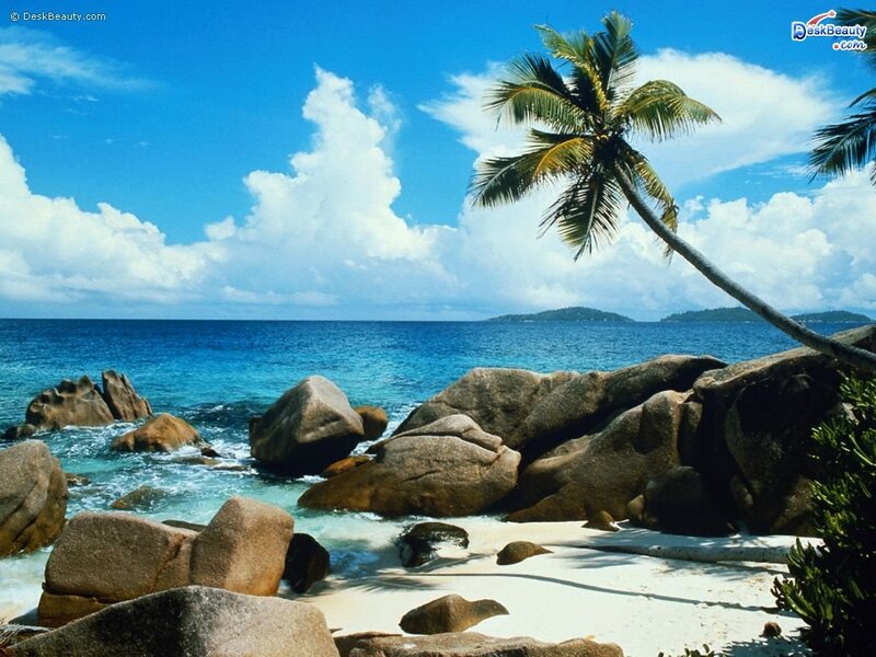 tropical beach with palm tree